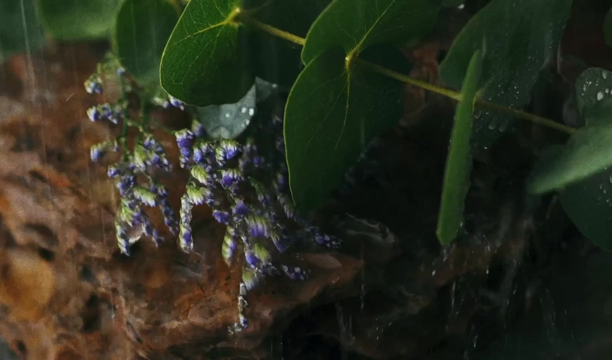 Levandule a zelené listy na dřevě – video ke sprchové aromatické kostce Calm
